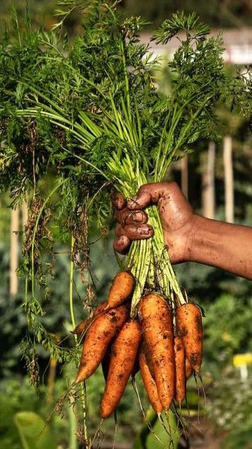 Sustainable Growth