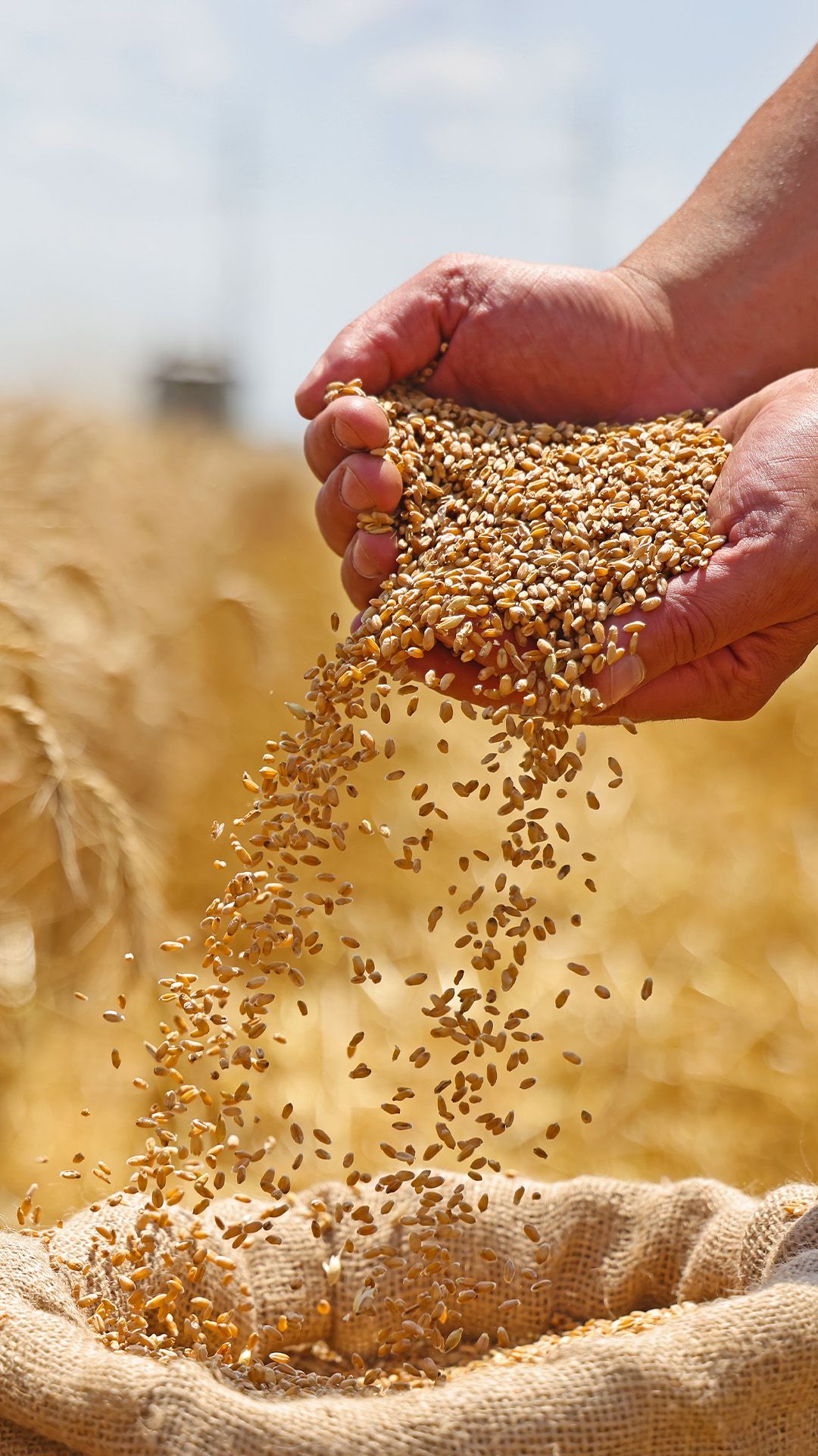 Organic Wheat