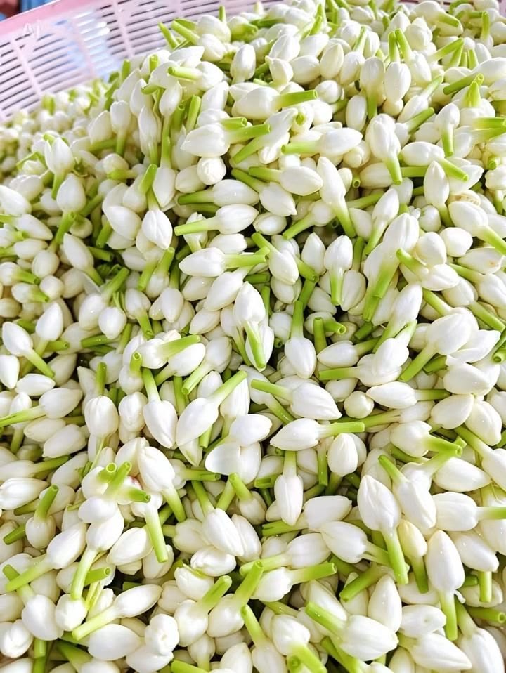 Fresh Jasmine Flowers