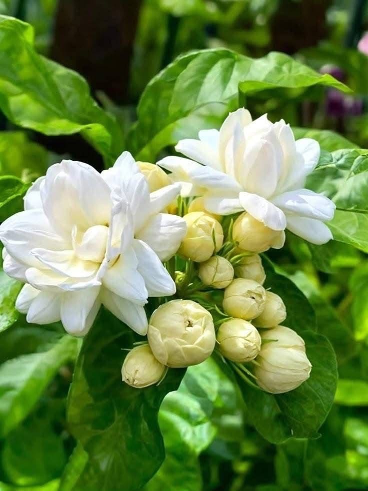 Fresh Tuberose Flowers