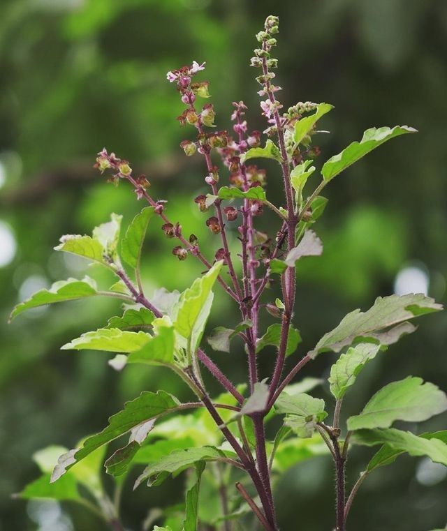 Fresh Tulsi