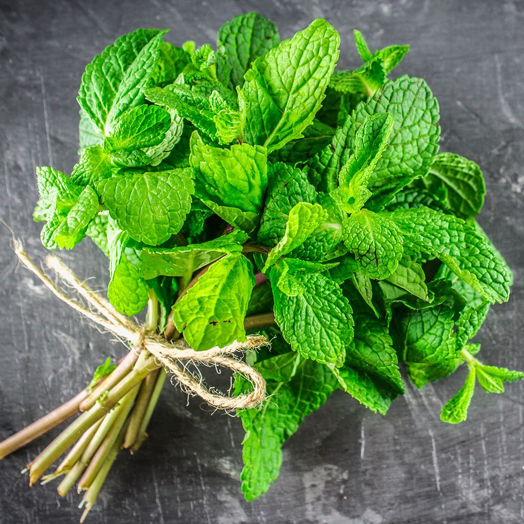 Fresh Mint Leaves
