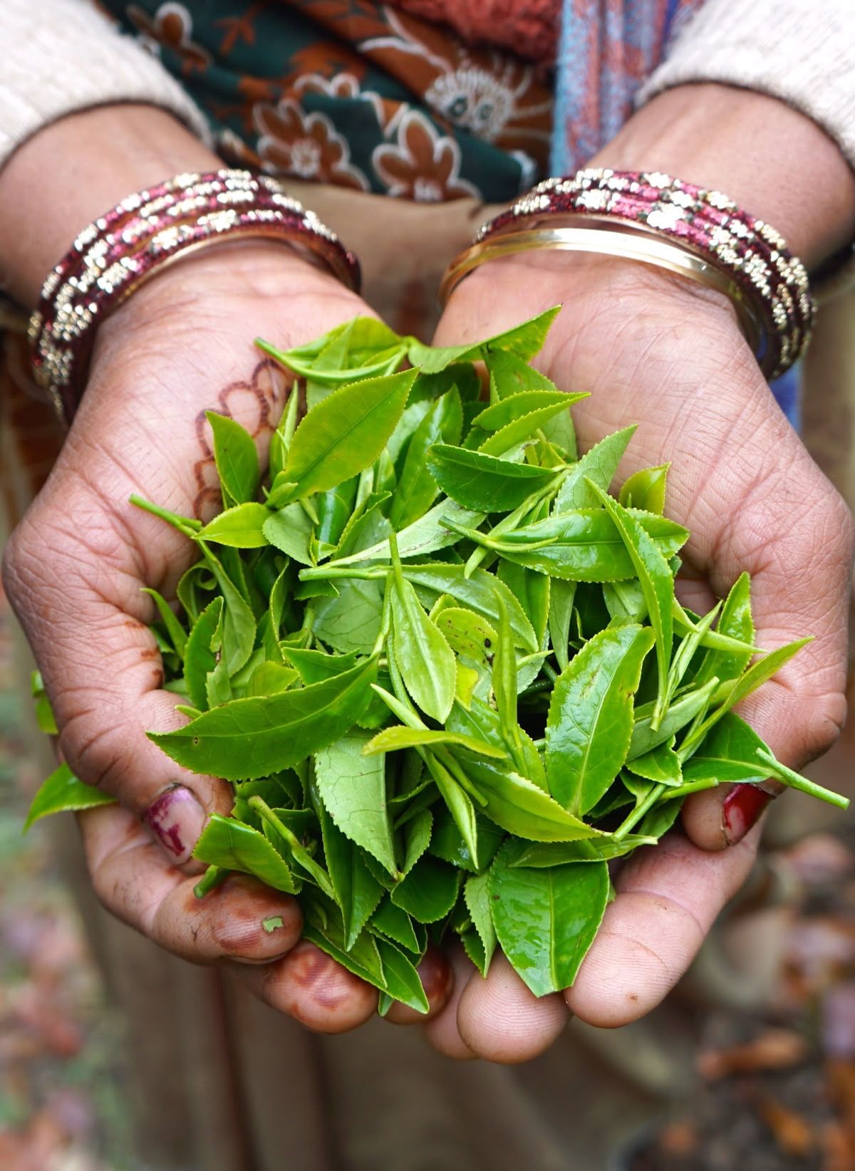 Fresh Tea Leaves