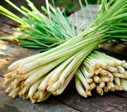 Fresh Lemongrass