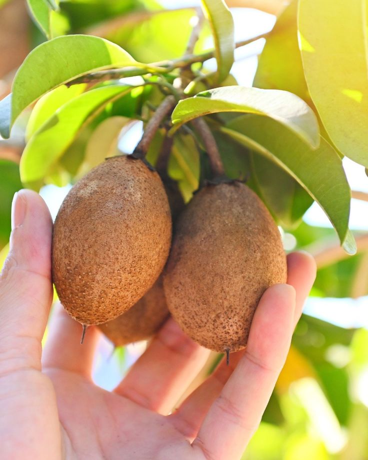Fresh Sapota
