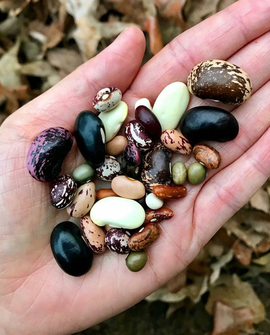 Vegetable Seeds