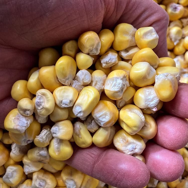 Hybrid Crop Seeds