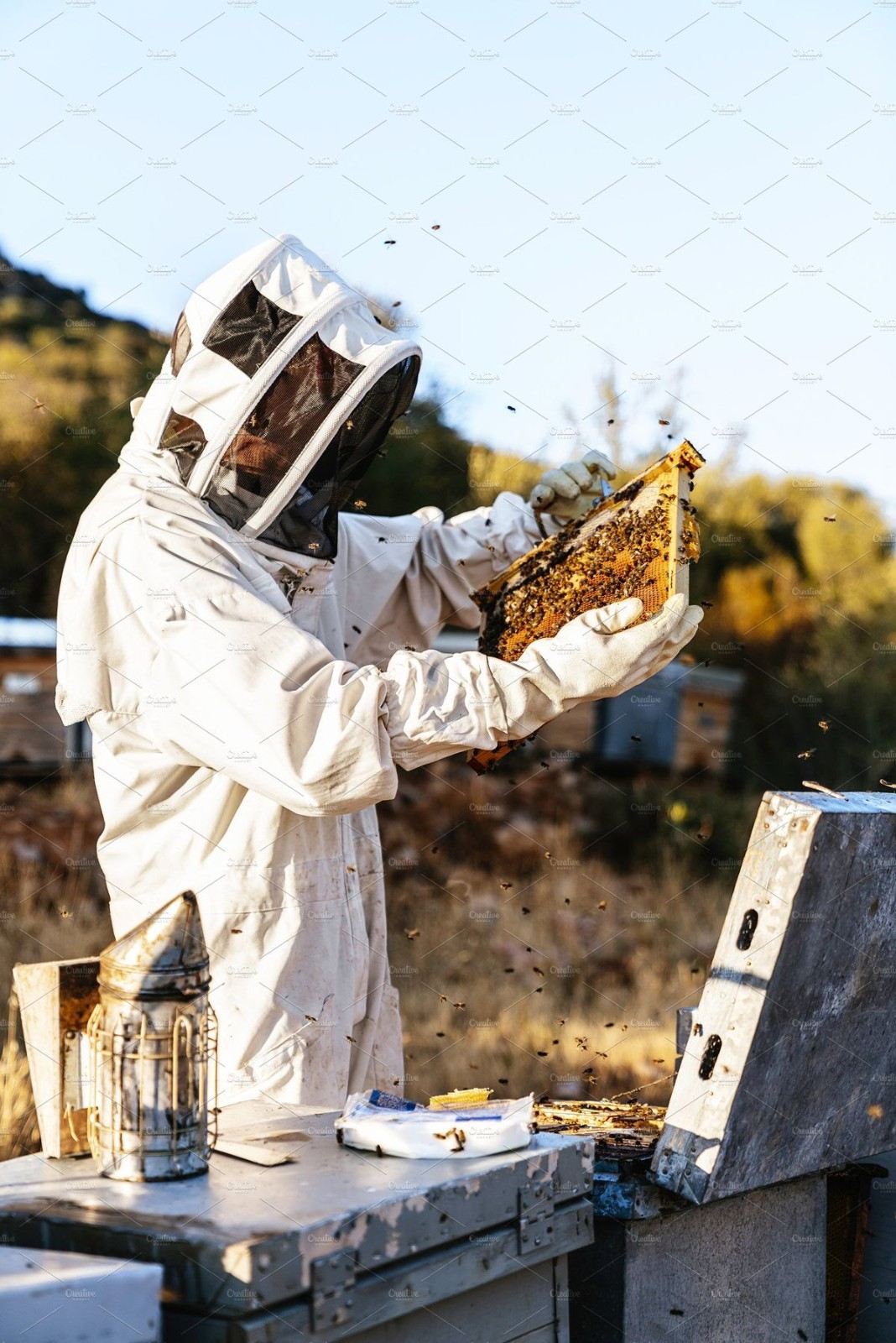KR Organic Honey Harvesting