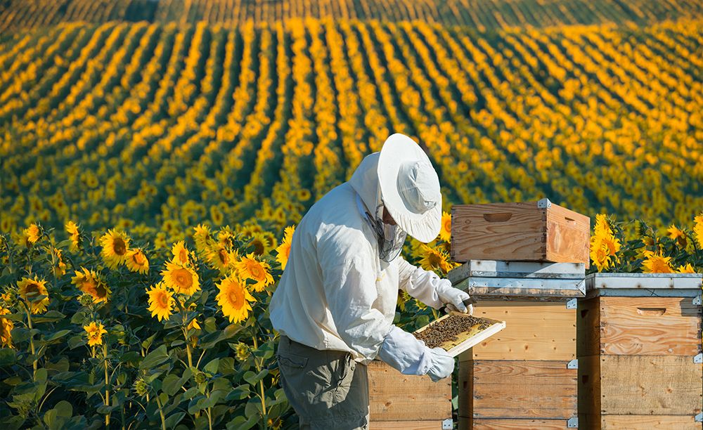 KR Organic Honey Harvesting