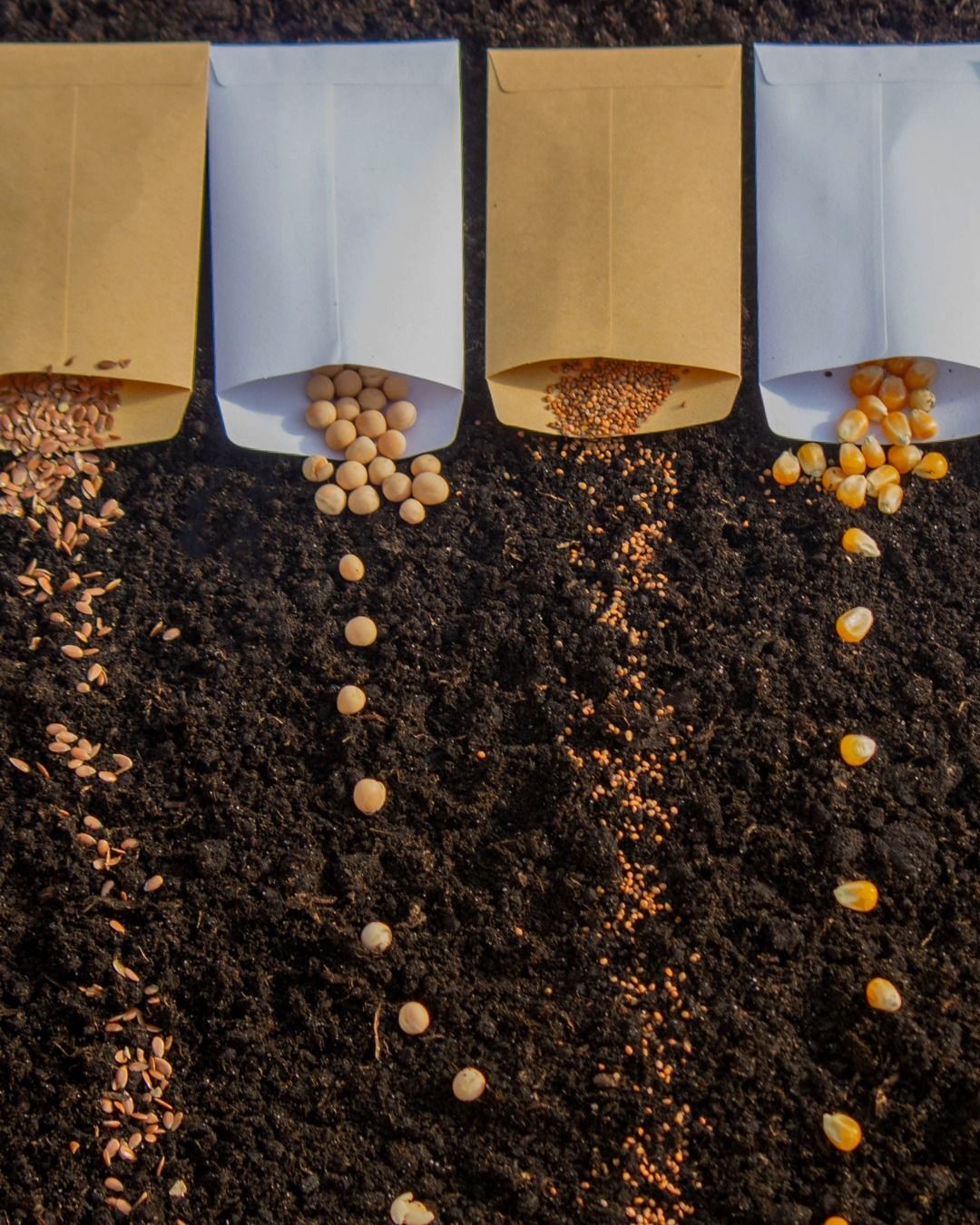 KR Organic Seed Development