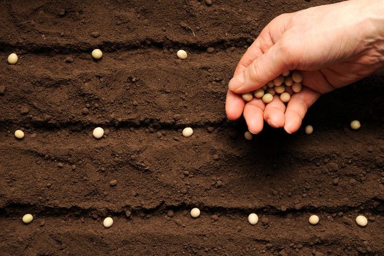 KR Organic Seed Development