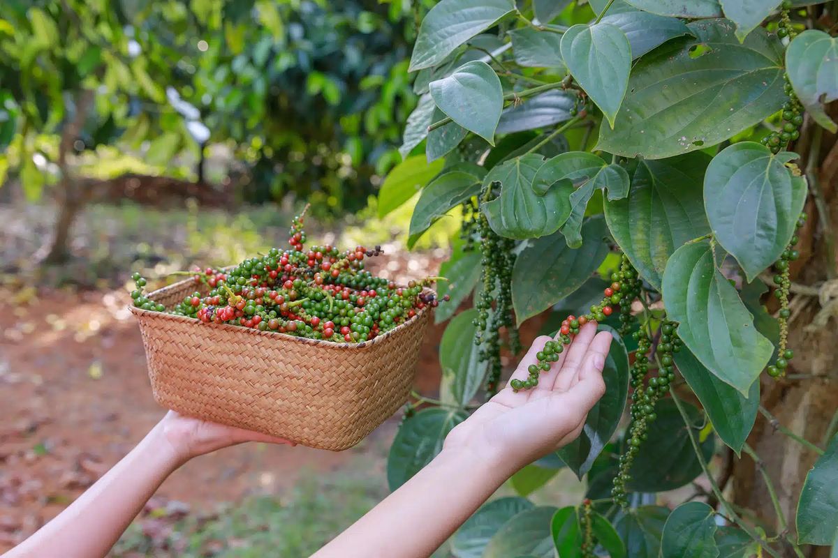 KR Organic Spice Cultivation