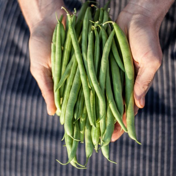 Fresh Green Beans