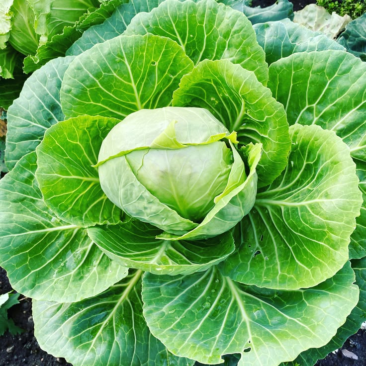 Fresh Cabbage