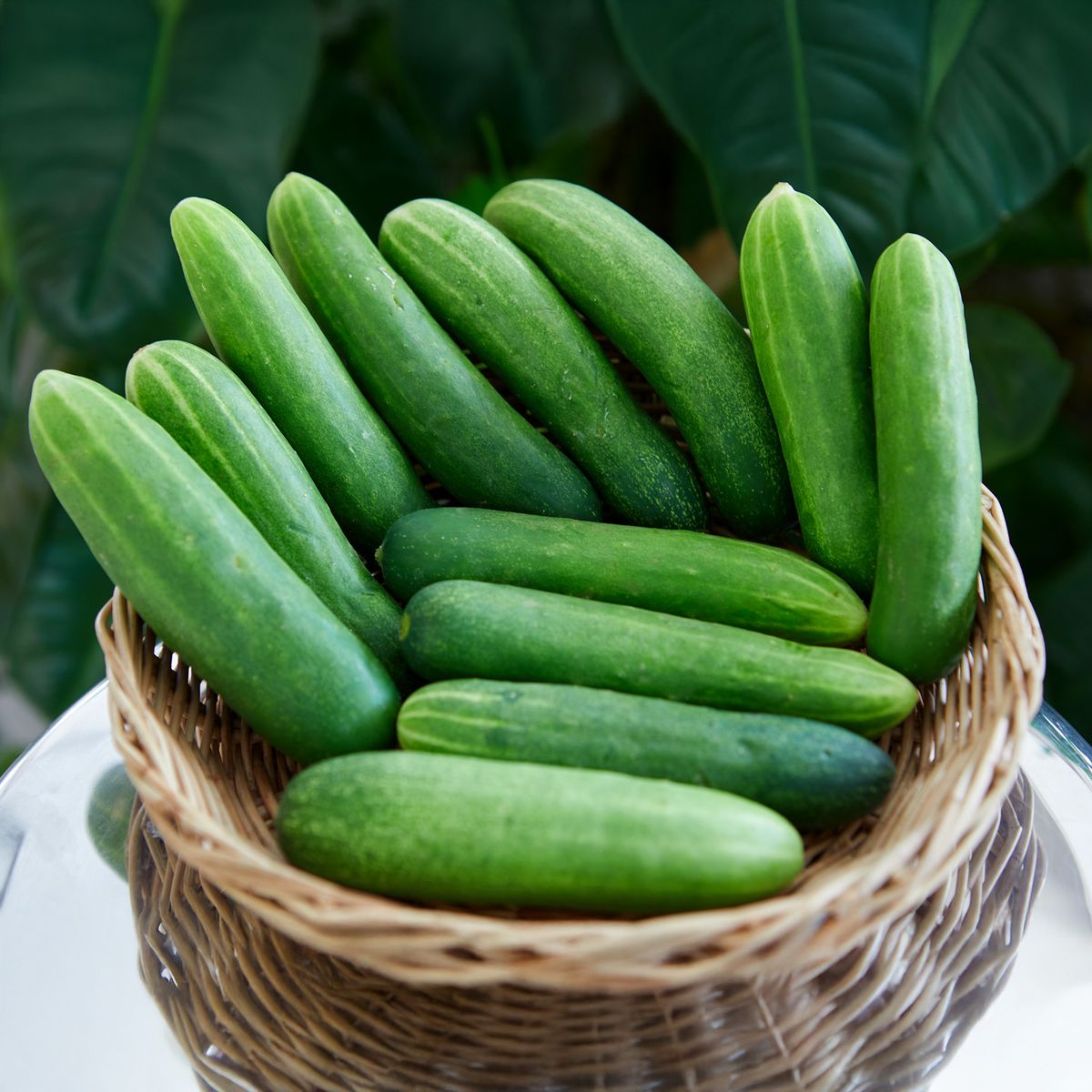 Fresh Cucumber
